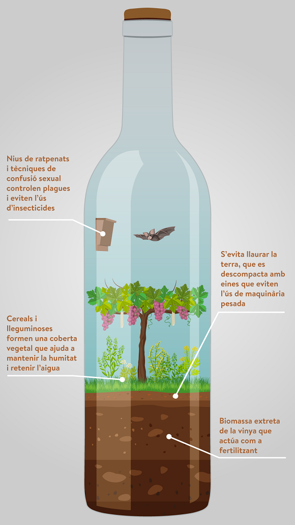 Representació figurativa d'una possible vinya amb agricultura regenerativa. Font: Nora Soler Pastor/CREAF.