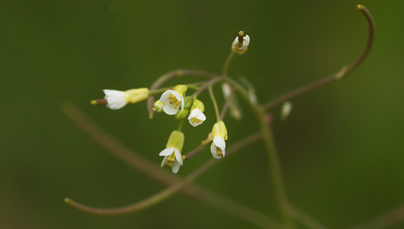 La especie Arabidopsis thaliana será uno de los organismos estudiados. Foto: Anne Tanne (cc-by-nc-sa).
