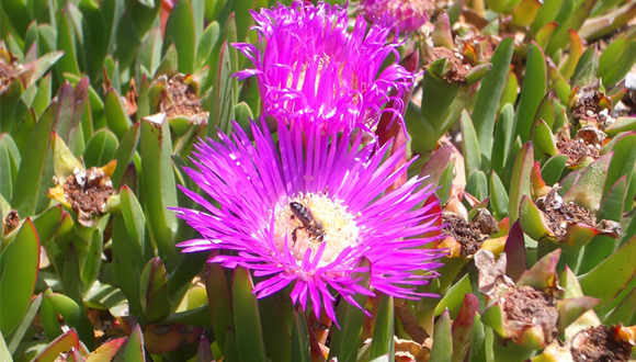 Flor de 'Carpobrotus edulis' amb un insecte al centre. Autor: CREAF