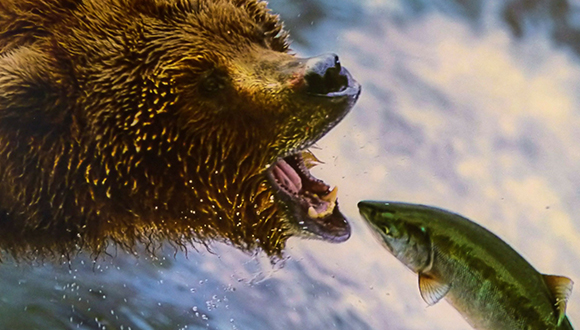 Os grizzly capturant un salmó. (CC0-PD).