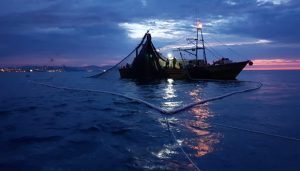 Un estudi internacional liderat pel CREAF i l'ICM-CSIC alerta sobre el comportament dels peixos davant la pesca i el seu impacte en les dinàmiques socioeconòmiques. Imatge: Institut Català de la Recerca a la Governança del Mar (ICATMAR).