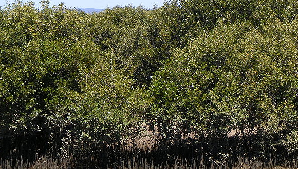 Gray Mangrove Avicennia