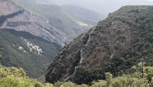 •Paisatge de l’Alta Garrotxa on s’observa una gran taca de boixos afectats. Autor: José Luis Ordóñez. 