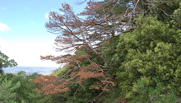 Fotografia del bosc estudiat a Prades, Tarragona, amb un pi roig (Pinus silvestris) al centre. Autor: David Aguadé.