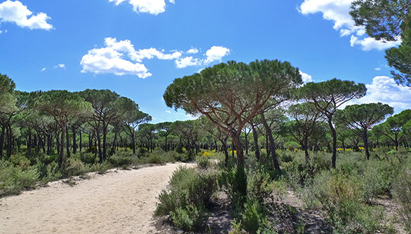 Pineda de pi pinyer (Pinus pinea) al Parc Nacional de Doñana, un dels ecosistemes mediterranis més emblemàtics. Autor: Nacho Pintos (CC BY 2.0)