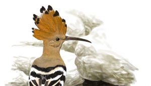 Els ocells es troben 212 km allunyats de les seves àrees climàtiques òptimes Dibuix: Toni Llobet