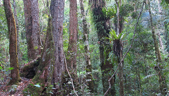 Transició entre dues comunitats forestals diferents a Queensland, Austràlia. Foto: Robert Kooyman.