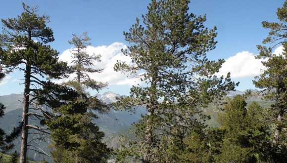 Por primera vez, se analiza el impacto de la sequía extrema sobre el crecimiento del pino silvestre hasta casi una década después del episodio de clima seco. Imagen: CREAF
