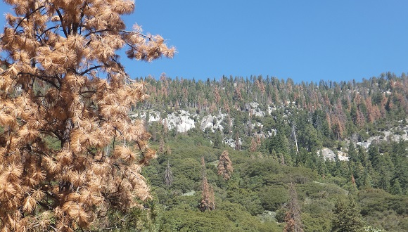 ¿Podemos precedir dónde y cuando se producen episodios de mortalidad por sequía en los bosques? Caso de estudio con Pinus ponderosa. Foto: Jordi Martínez-Vilalta.