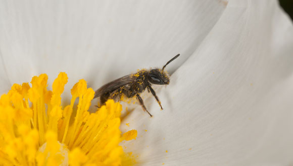 Sense abelles no seria possible la reproducció de moltes plantes, la formació de fruits i de llavors.