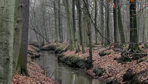 El bosc de Brasschaat, situat al nord de Bèlgica, tocant a Holanda, és un bosc temperat caducifoli i un dels emplaçaments utilitzats durant 14 anys per a la investigació. Autor: Johan Neegers (CC BY-SA 3.0)