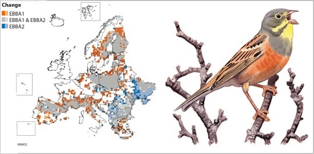 New European Breeding Bird Atlas, a milestone for biodiversity research and nature conservation