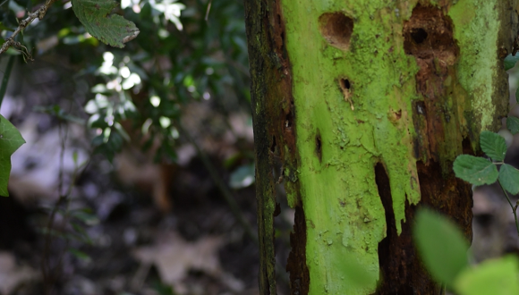 La presència de fusta morta és clau en els boscos madurs, ja que és la font d'aliment i refugi de molts invertebrats. Com aquests són poc freqüents, també la fauna saprofítica està amenaçada. Crèdit: José Luis Ordóñez.