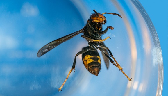 La vespa asiàtica (Vespa velutina) és una espècie invasora que va arribar al 2010 des de França i s'ha estès gairebé per tot el nord de la Península. Crèdit: Domini Públic.