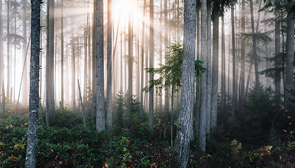 La llum del sol entra en un bosc de coníferes