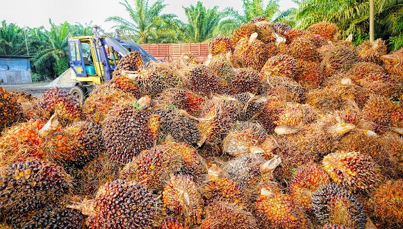 Residu del fruto de palma. Public Domain.