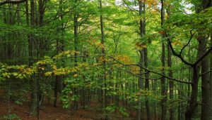 Hi ha un consens aclaparador sobre que el bosc ofereix serveis ecosistèmics fonamentals per conservar la biodiversitat i mitigar el canvi climàtic. Image: Josep Maria Espelta
