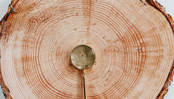 L'estudi dels anells dels arbres s'anomena dendrocronologia