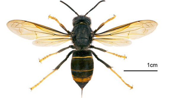 Vespa velutina spp. nigrithorax. Autor: Muséum de Toulouse/Didier
