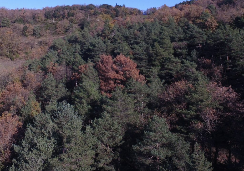Rodal de pins roigs (Pinus silvestris) (al centre de la imatge) morts per l’escarabat curculiònid Ips sexdentatus a Centelles (Osona). La resta d’arbres marrons són roures amb la coloració normal de la tardor. Es pot observar com al resta de pins del vessant estan sans i només està afectat un rodal localitzat. Autor: David Sánchez.