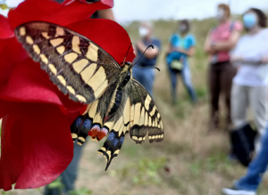 La mariposa reina (Papilio machaon) es una de las especies más grandes y espectaculares que se puede ver en los parques urbanos de Barcelona, como este ejemplar observado en uno de los cursos de formación al voluntariado. Autor: Pau Guzmán.