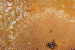 Panal de abejas con miel. Imagen: Pixabay