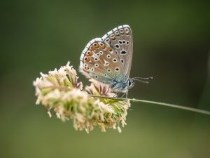 Niña celeste (Lysandra bellargus), una mariposa típica de los prados de Cataluña. Foto: Xavier Florensa