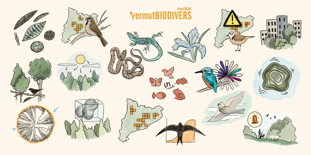 Infografia que ilustra cada una de les ponencias del Vermut Biodivers. Autora: Laura Fraile