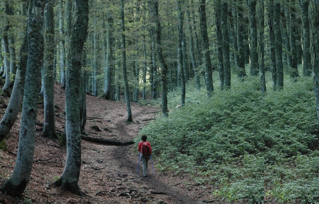 Els boscos, la flora, la fauna, els recursos hídrics i els espais naturals protegits són alguns sistmes biofísics amenaçats pel canvi climàtic al Pirineu. Imatge: Frederic Planas.