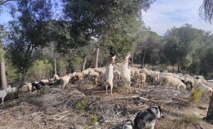 Cabras y ovejas pastando por el bosque. Imagen: Josep Maria Saurí