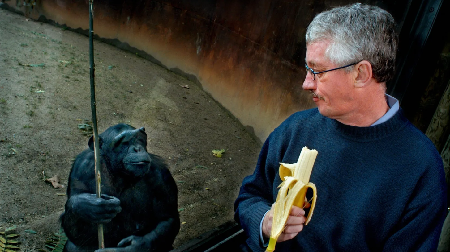 De Waal eats a banana at the Barcelona Zoo, while a chimpanzee watches him. Image: Xavier Cervera, Panos Pictures, Redux.